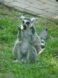 Ring-tailed Lemur being fed at the Dierenrijk zoo