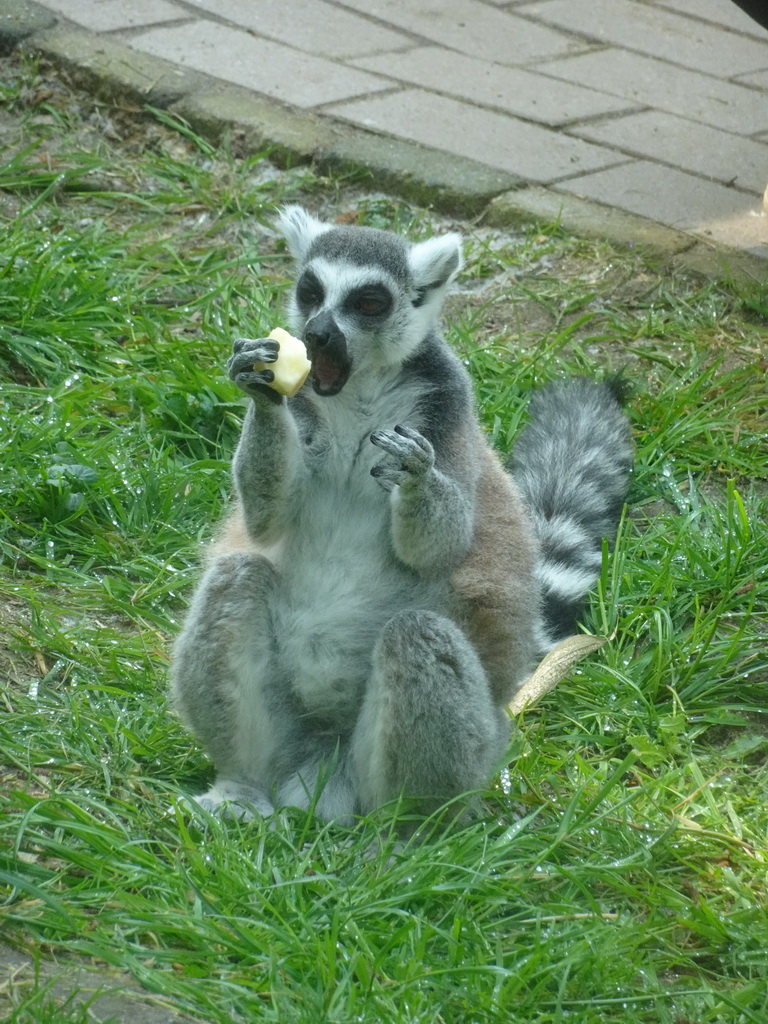 Ring-tailed Lemur being fed at the Dierenrijk zoo