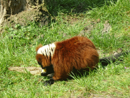 Red Ruffed Lemur being fed at the Dierenrijk zoo