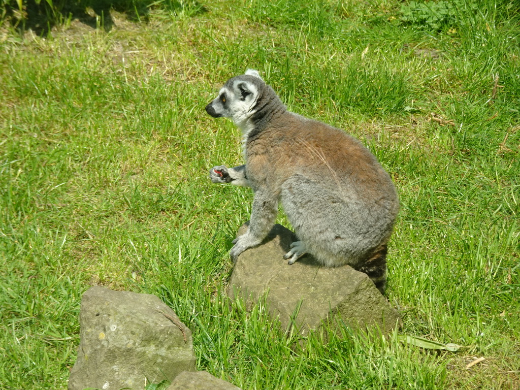 Ring-tailed Lemur being fed at the Dierenrijk zoo