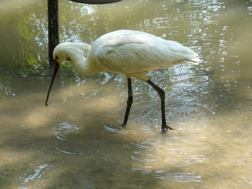 Cattle Egret at the Dierenrijk zoo