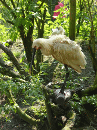 Eurasian Spoonbill at the Dierenrijk zoo