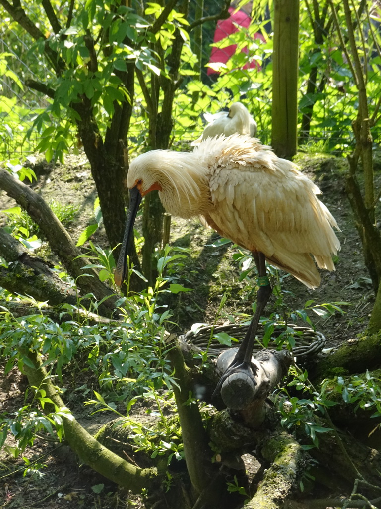 Eurasian Spoonbill at the Dierenrijk zoo