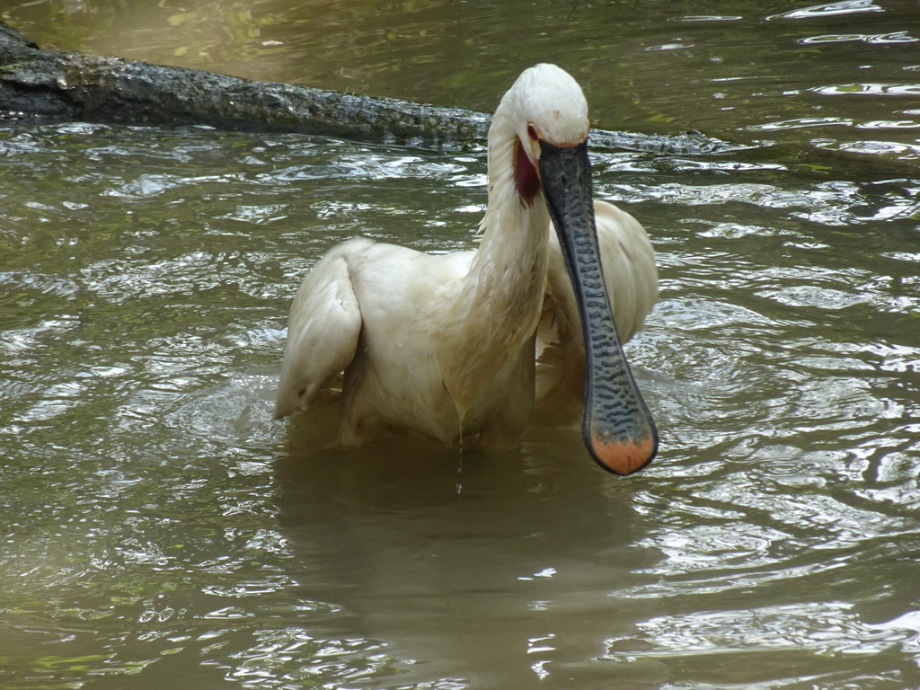 Eurasian Spoonbill at the Dierenrijk zoo