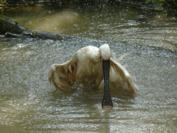 Eurasian Spoonbill at the Dierenrijk zoo