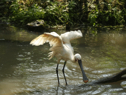 Eurasian Spoonbill at the Dierenrijk zoo