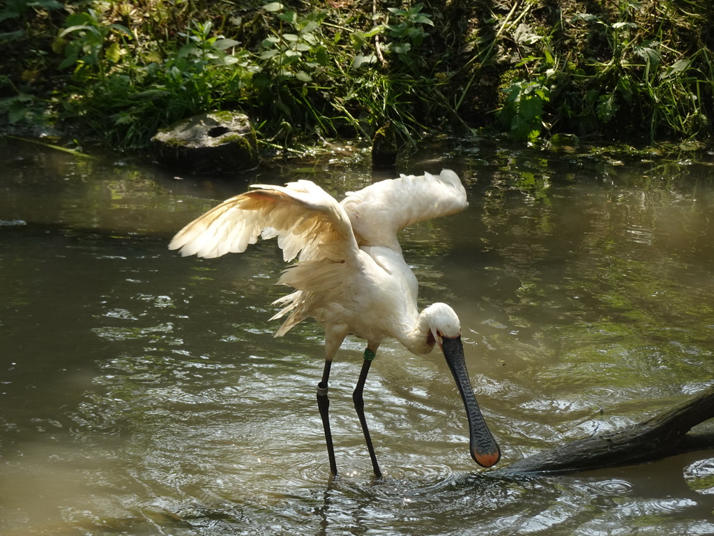 Eurasian Spoonbill at the Dierenrijk zoo