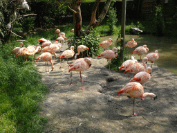 Chilean Flamingos and Cattle Egrets at the Dierenrijk zoo