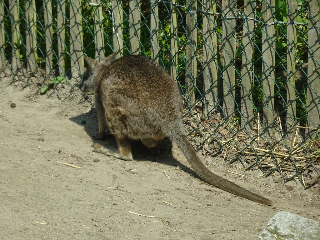 Parma Wallaby at the Dierenrijk zoo