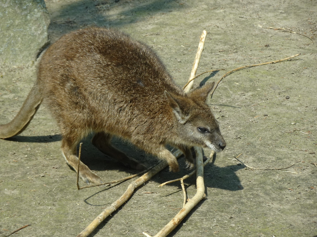 Parma Wallaby at the Dierenrijk zoo