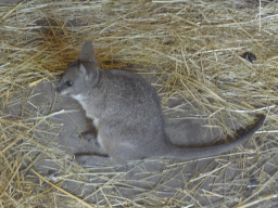 Young Parma Wallaby at the Dierenrijk zoo