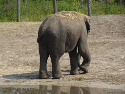 Asian Elephants at the Dierenrijk zoo