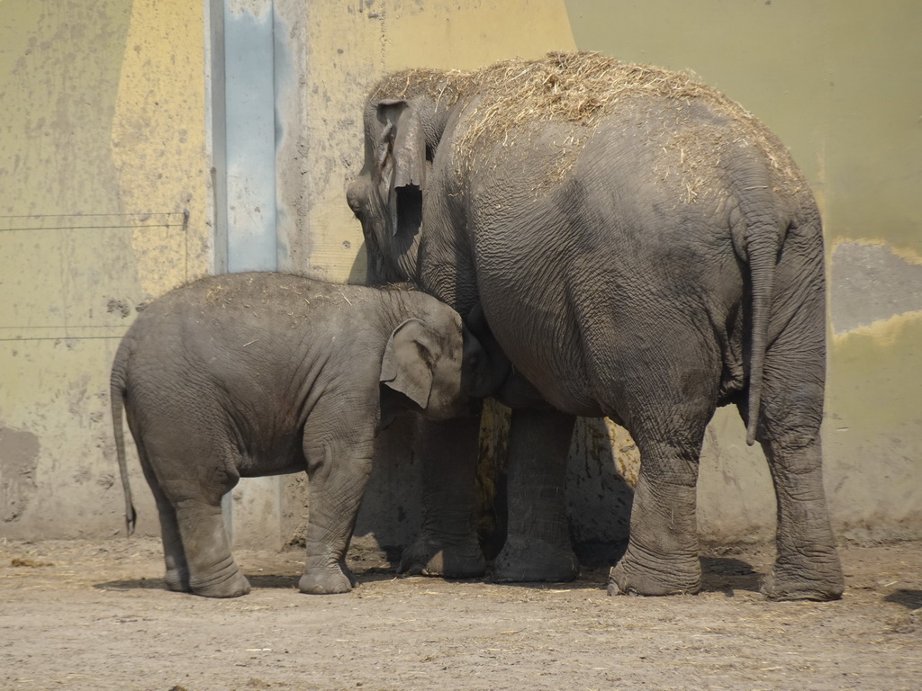 Asian Elephants at the Dierenrijk zoo