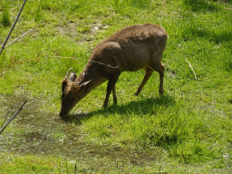 Reeves`s Muntjac at the Dierenrijk zoo