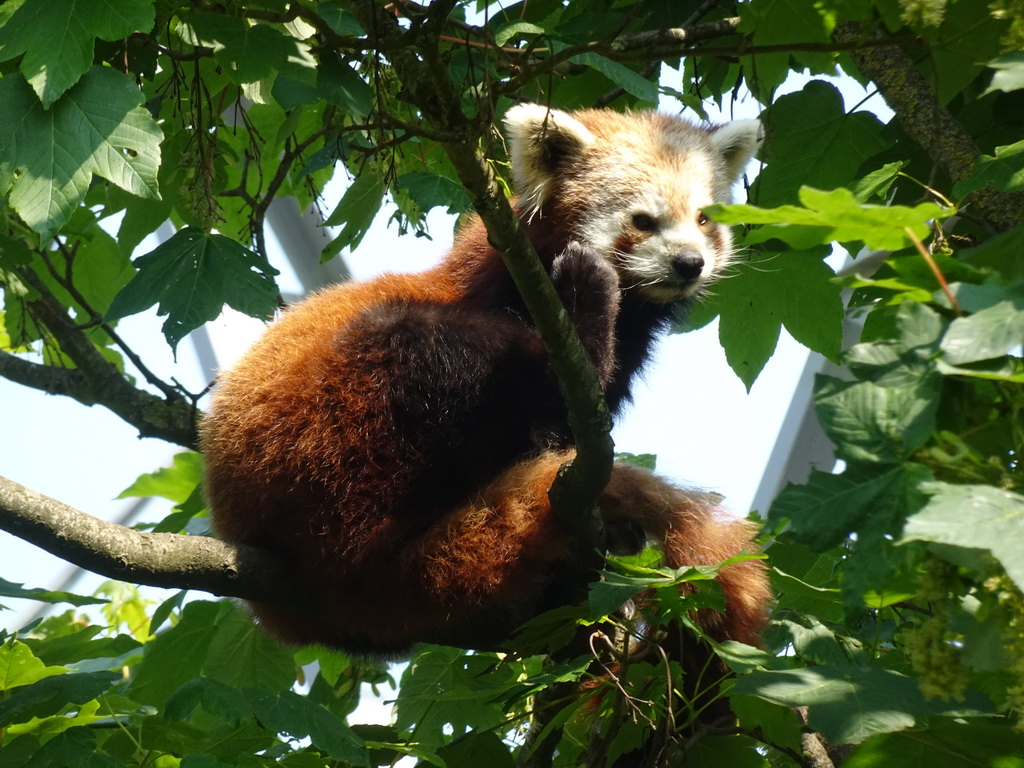 Red Panda at the Dierenrijk zoo