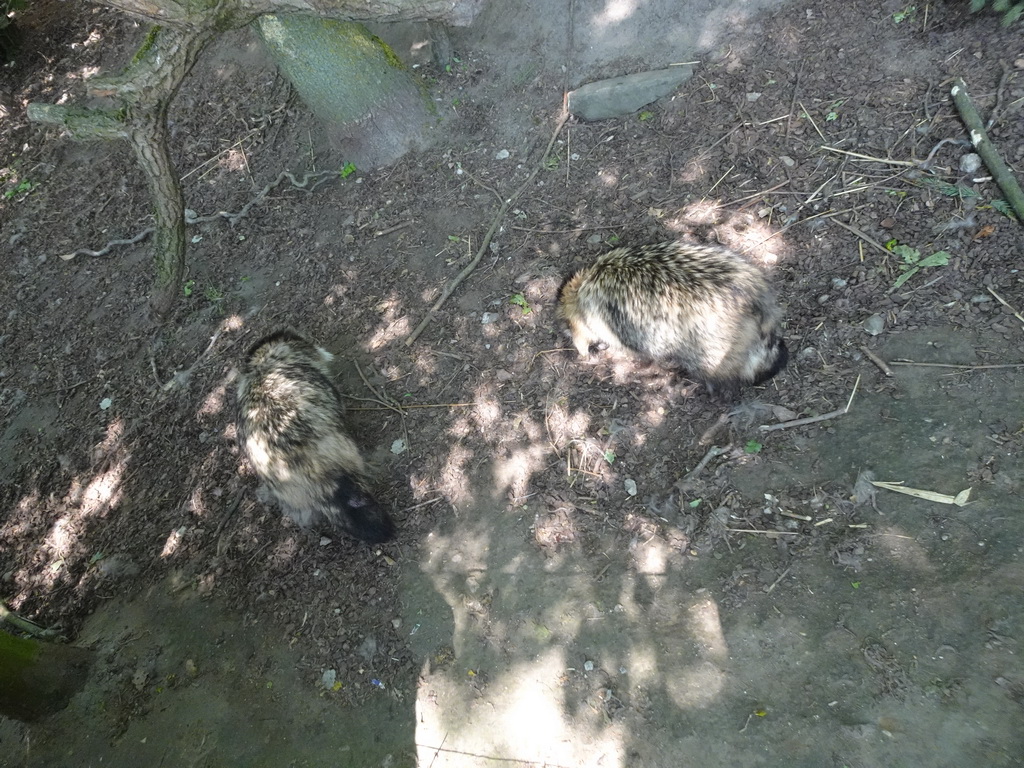 Raccoon Dogs at the Dierenrijk zoo