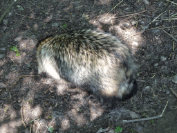 Raccoon Dog at the Dierenrijk zoo