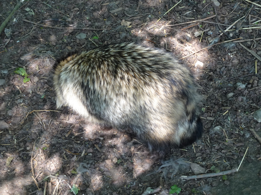 Raccoon Dog at the Dierenrijk zoo