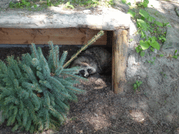 Raccoon Dog at the Dierenrijk zoo