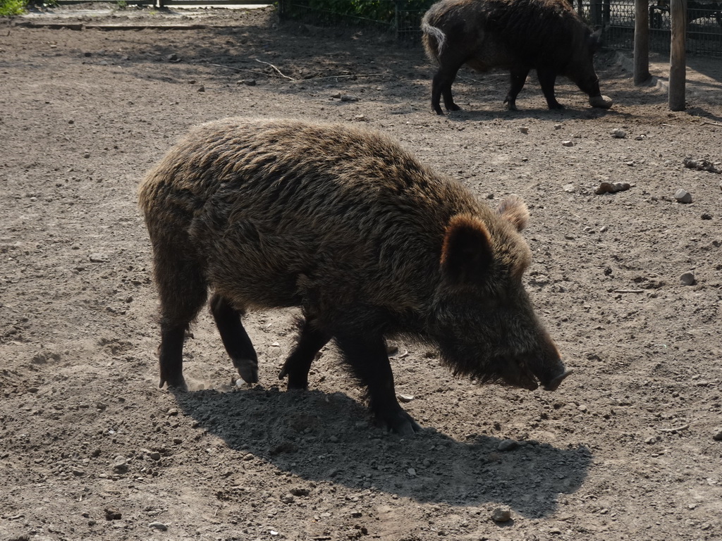 Wild Boar at the Dierenrijk zoo