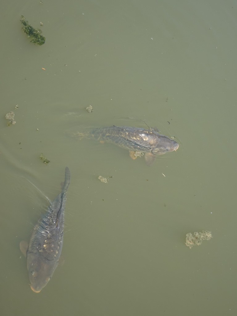 Common Carps at the Dierenrijk zoo