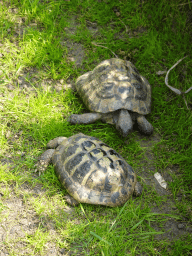 Hermann`s Tortoises at the Dierenrijk zoo