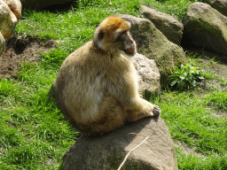 Barbary Macaque at the Dierenrijk zoo