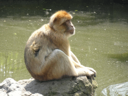 Barbary Macaque at the Dierenrijk zoo