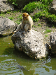 Young Barbary Macaque at the Dierenrijk zoo