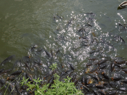 Common Carps at the Dierenrijk zoo