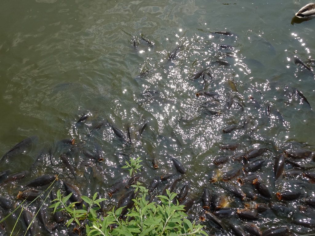 Common Carps at the Dierenrijk zoo