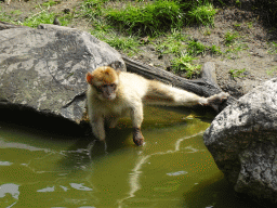 Young Barbary Macaque at the Dierenrijk zoo