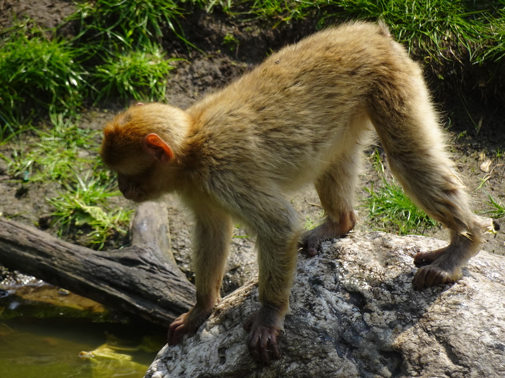 Young Barbary Macaque at the Dierenrijk zoo