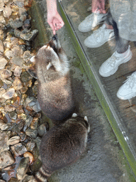 Raccoons at the Dierenrijk zoo