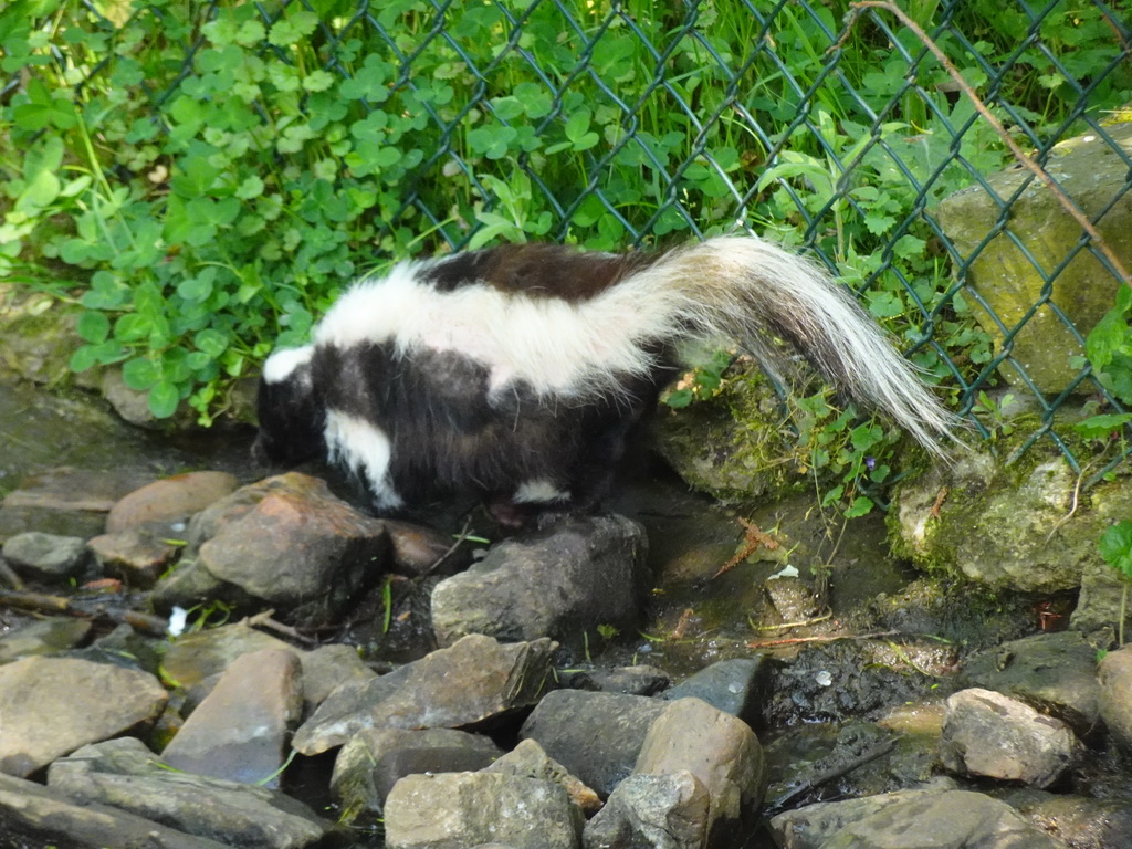 Striped Skunk at the Dierenrijk zoo