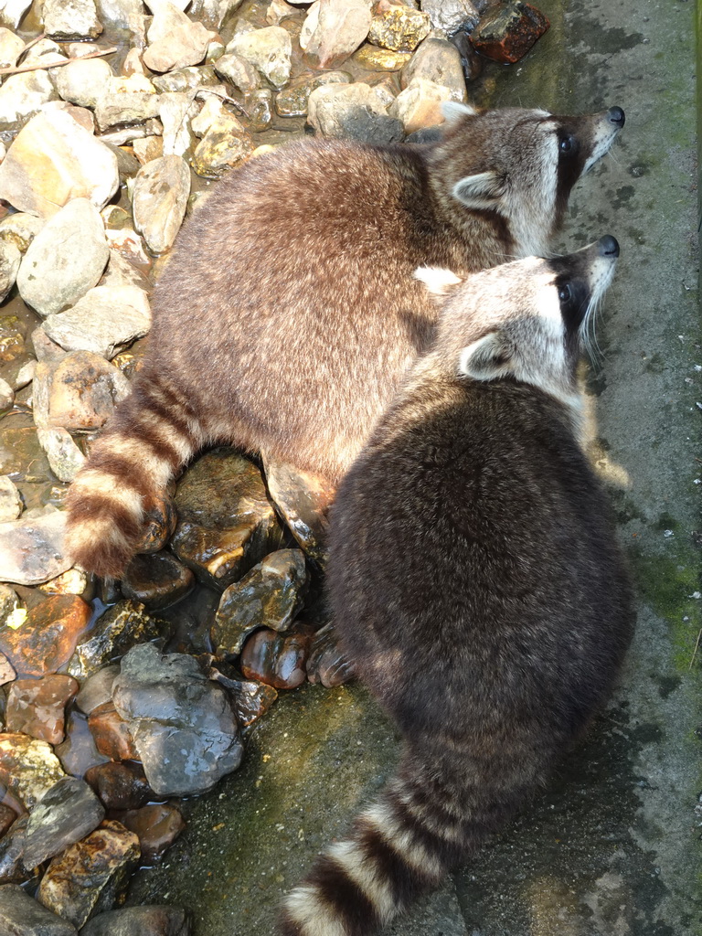 Raccoons at the Dierenrijk zoo