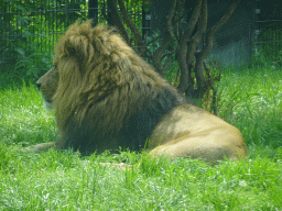 African Lion at the Dierenrijk zoo