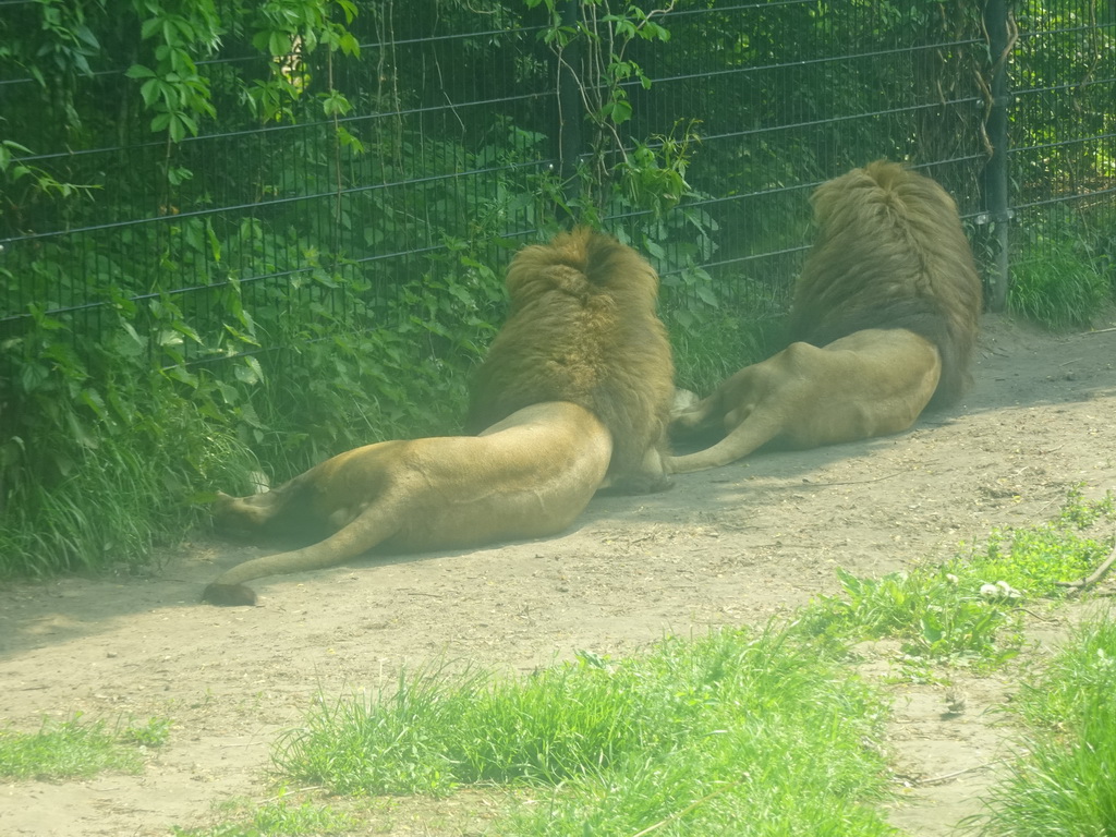 African Lions at the Dierenrijk zoo