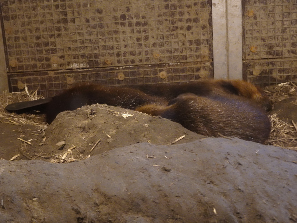 Beavers at the Dierenrijk zoo