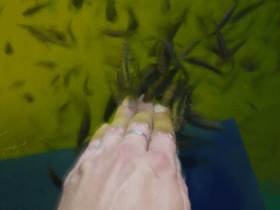 Tim`s hand with Doctor Fish at the Dierenrijk zoo