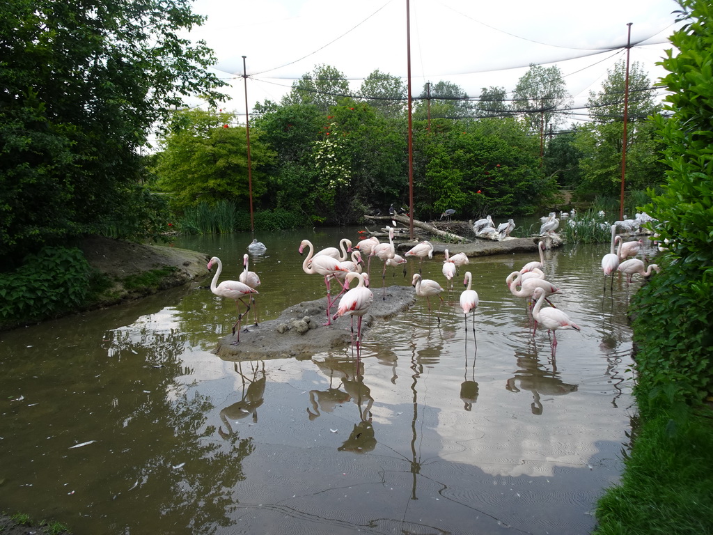 Greater Flamingos and Pink-backed Pelicans at the Dierenrijk zoo