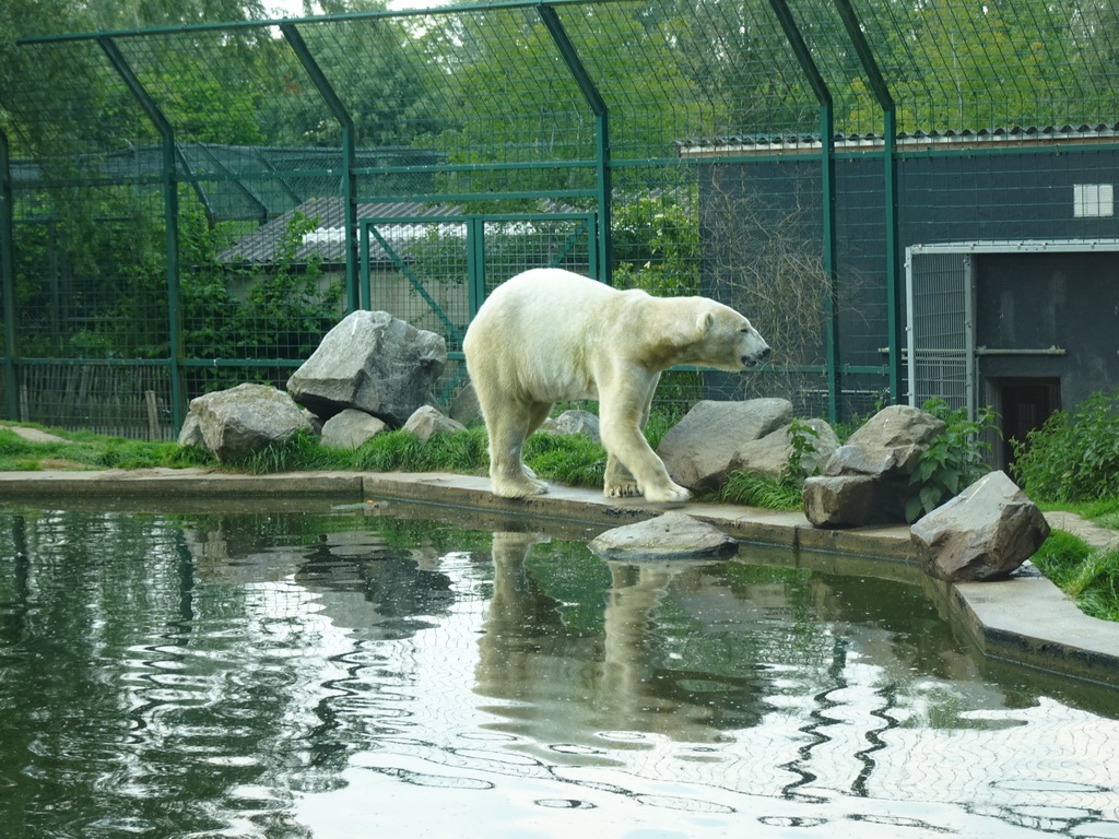 Polar Bear at the Dierenrijk zoo