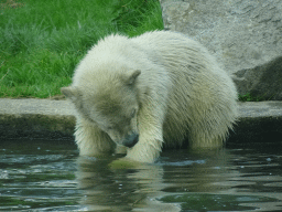 Young Polar Bear at the Dierenrijk zoo