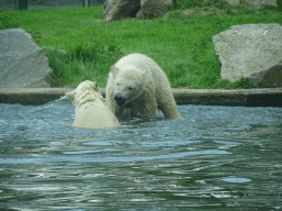Young Polar Bears at the Dierenrijk zoo