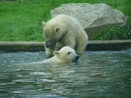 Young Polar Bears at the Dierenrijk zoo