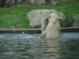 Young Polar Bears at the Dierenrijk zoo