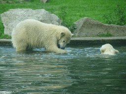 Young Polar Bears at the Dierenrijk zoo