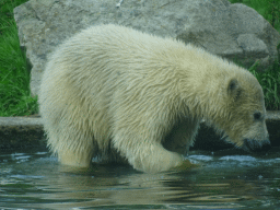 Young Polar Bear at the Dierenrijk zoo