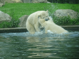 Young Polar Bears at the Dierenrijk zoo