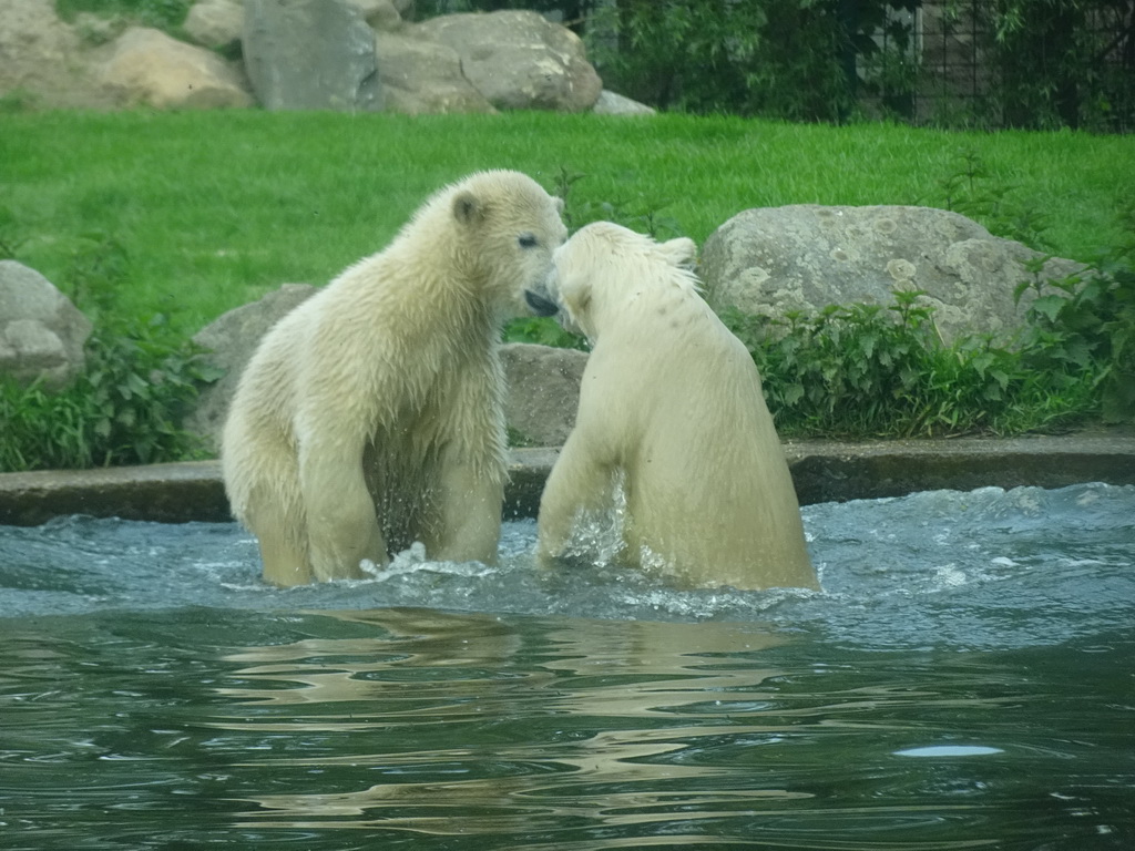 Young Polar Bears at the Dierenrijk zoo